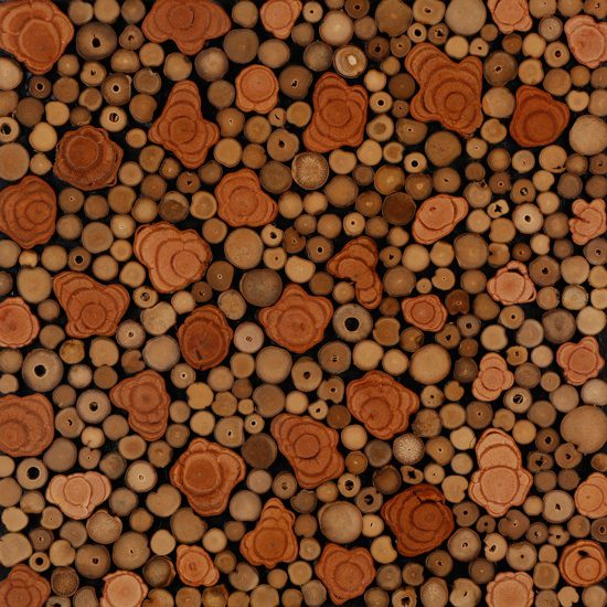 Petal and Twig Cross Section Laminated to Marine Plywood